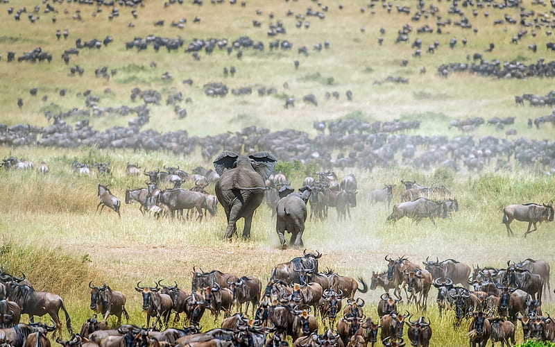 elephants, wildlife, elephant, wildebeest, Africa, field, Connochaetes, HD wallpaper