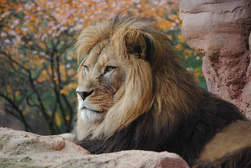 Wild Lion , lion, animals, HD wallpaper