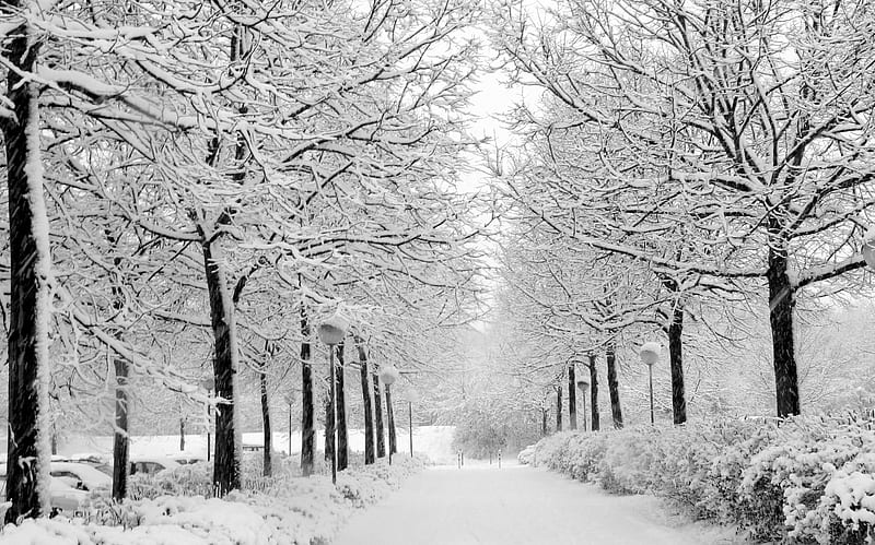 Winter, bonito, snow, trees, white, HD wallpaper