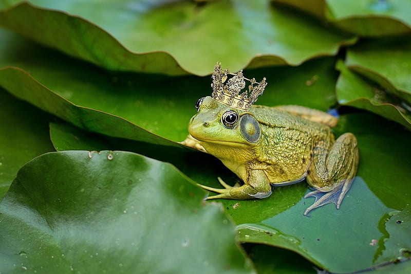 Kiss me, frog, broasca, tale, green, crown, princes, leaf, HD wallpaper