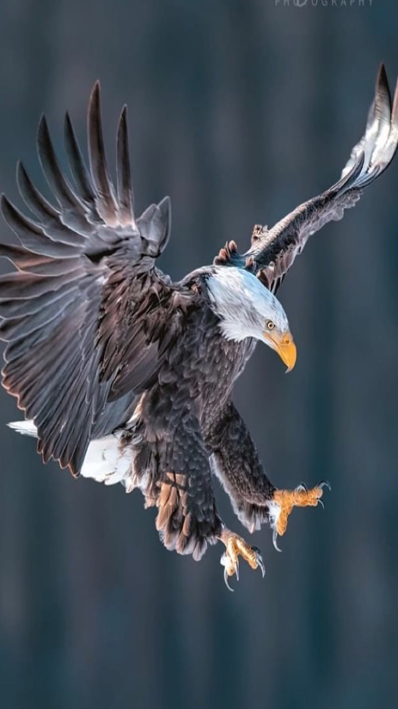 Bald eagle, eagle, bird, HD phone wallpaper