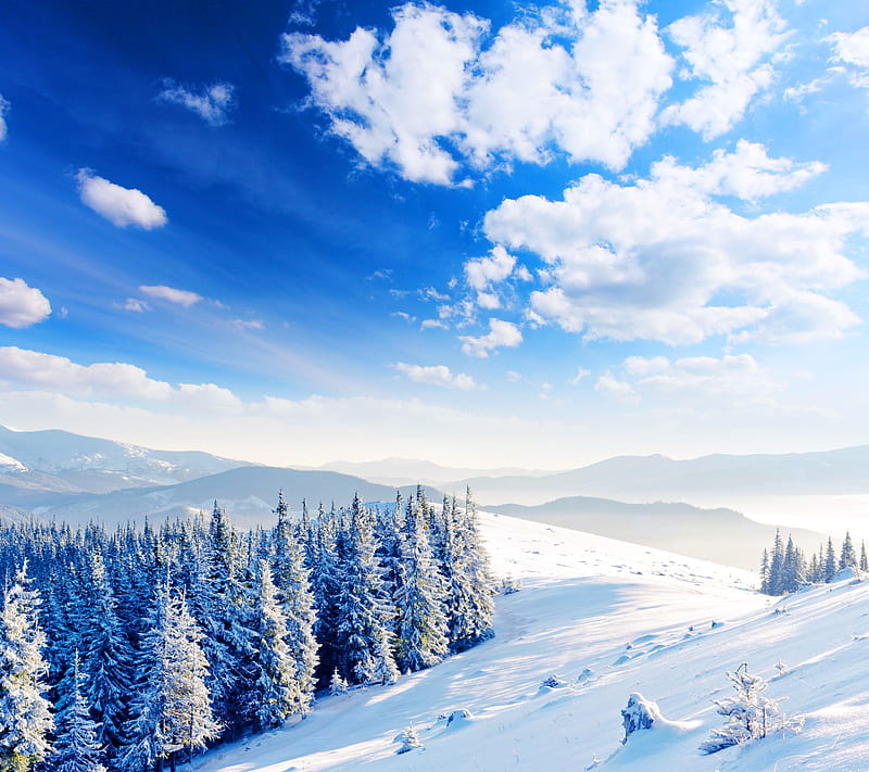 Winterland, light snow, nature winter, white background, HD wallpaper