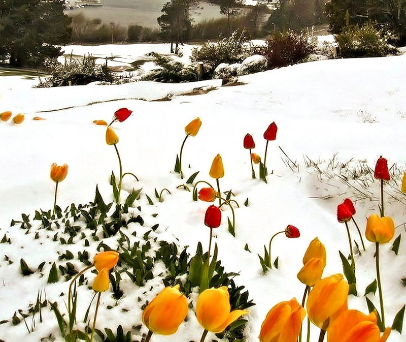 Tulips in the Snow, Tulips, Flowers, Snow, Nature, HD wallpaper | Peakpx