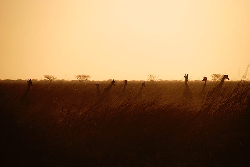 silhouette of giraffes on field at sunset, HD wallpaper