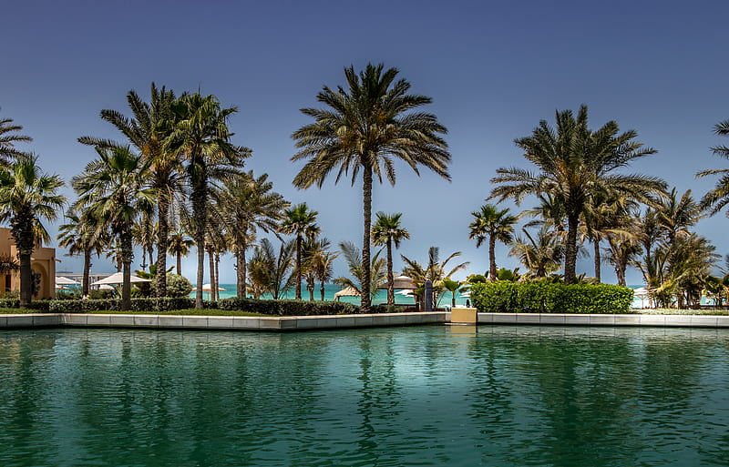 Green Palm Trees Under Clear Blue Sky, HD wallpaper