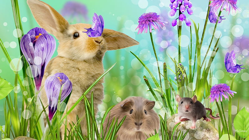 Bunny's Furry Friends, rabbit, crocus, spring, Easter, hampster, butterfly, mouse, flowers, bunny, HD wallpaper
