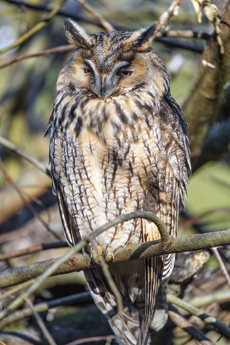 long-eared owl, owl, bird, branch, wildlife, HD phone wallpaper