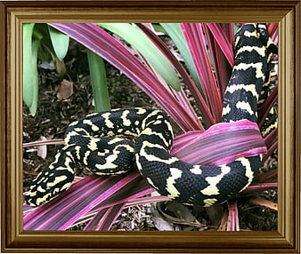 python, serpent, nature, Fond d'écran HD