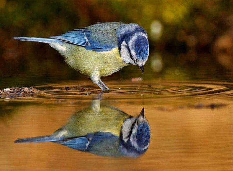 Mirror Mirror, water, birds, nature, reflection, animals, other, HD wallpaper