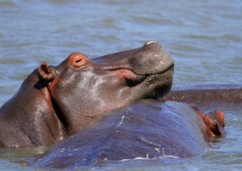 hippopotamus, water, danger, animal, HD wallpaper