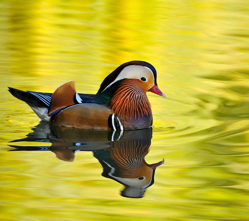 Male Mandarin Duck, lake, nature, HD wallpaper