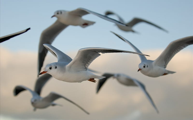 The flight of seagulls, seabirds, flight, birds, nature, sky, seagulls, animals, HD wallpaper