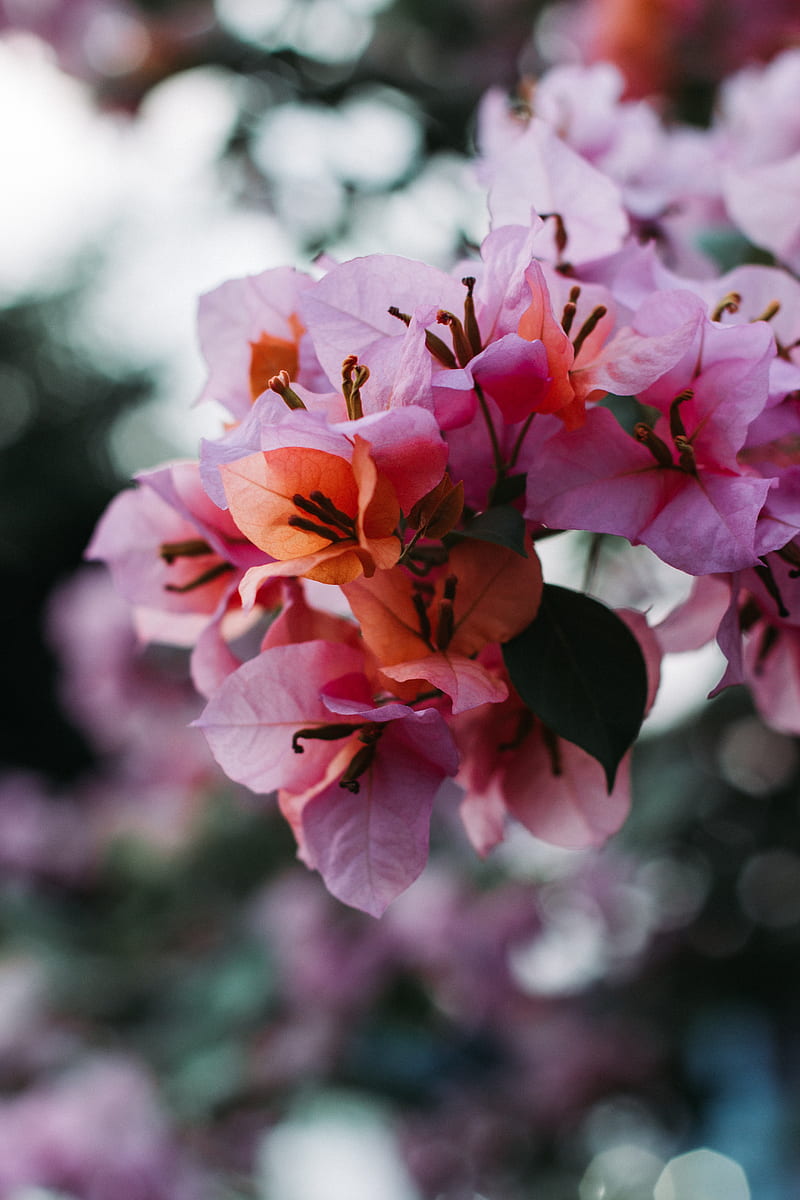 flowers, bloom, petals, blur, macro, HD phone wallpaper