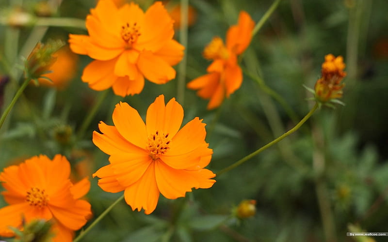 Autumn flowers-grass in the cosmos 40, HD wallpaper