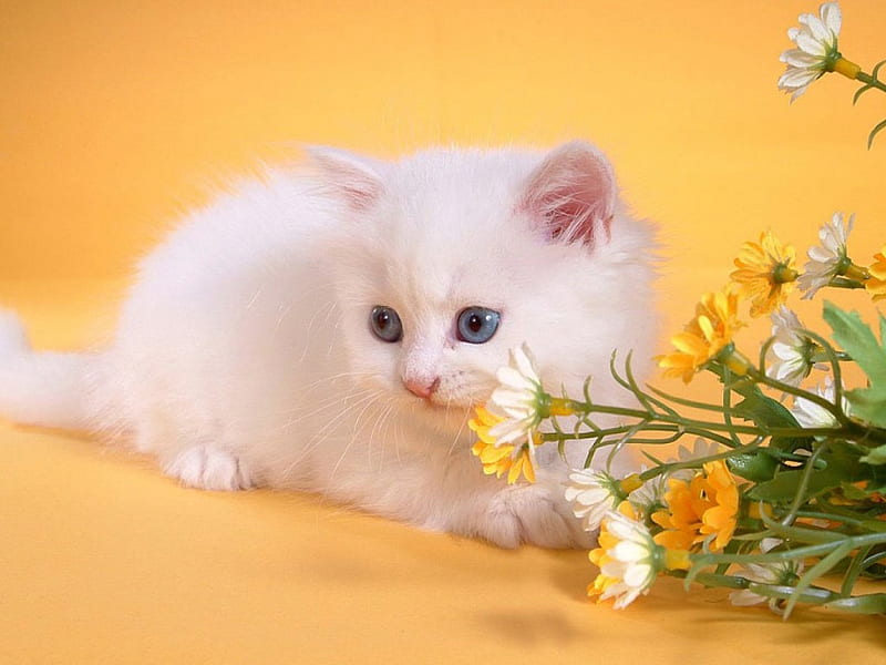 Sweet Kitten, flowers, young, cat, small, HD wallpaper