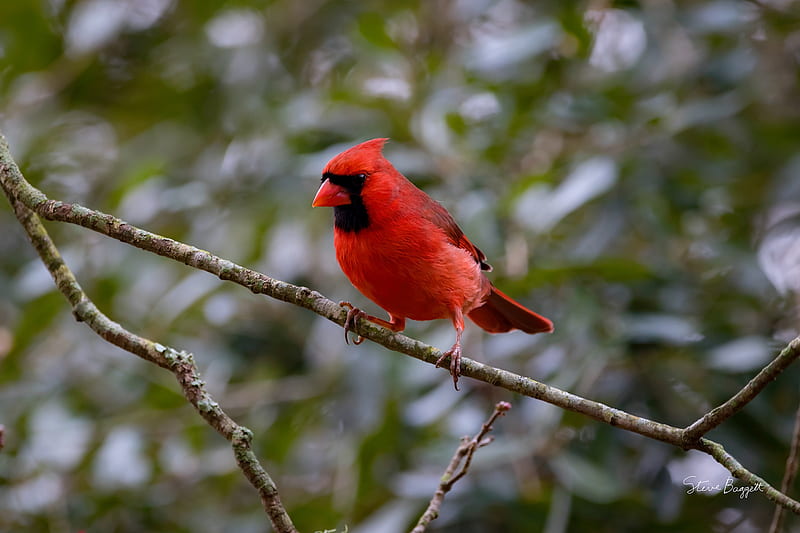 Birds, Cardinal, Bird, Passerine, Wildlife, HD wallpaper