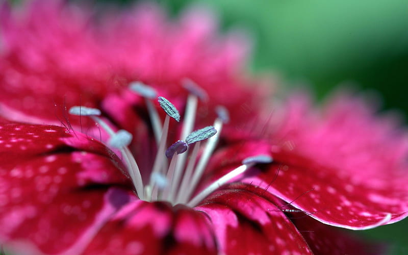 flower-Macro graphy, HD wallpaper