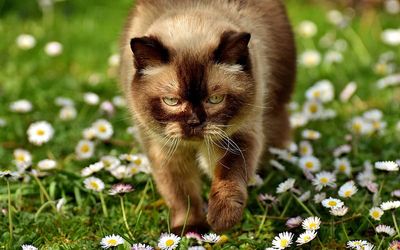 British shorthair cat, brown cat, green grass, pets, HD wallpaper