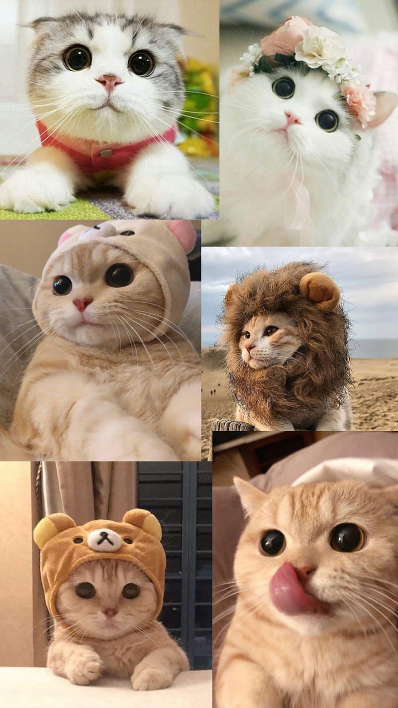Cute Cats, adorable, adorables, cat, gatitios, gatito, cat, kawaii, kitten, HD phone wallpaper