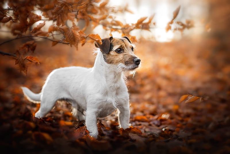 Dogs, Jack Russell Terrier, Baby Animal, Dog, Fall, Pet, Puppy, HD wallpaper