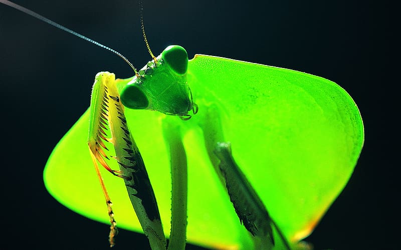 Insects, Animal, Praying Mantis, HD wallpaper