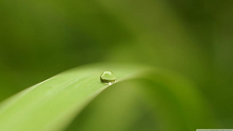 Drop of water, raindrops, dew drops, spring, abstract, leaf, dewdrops, leaves, graphy, green macro, softnes, nature, rain, HD wallpaper