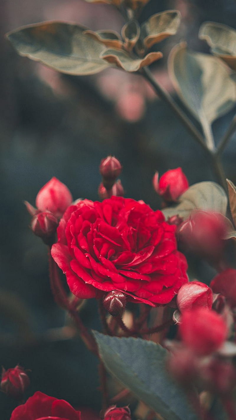 Red Rose , flower, leaf, bud, HD phone wallpaper