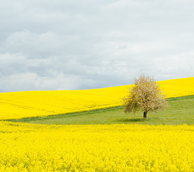 Sea of yellow, Nature, upload, inspire, HD wallpaper