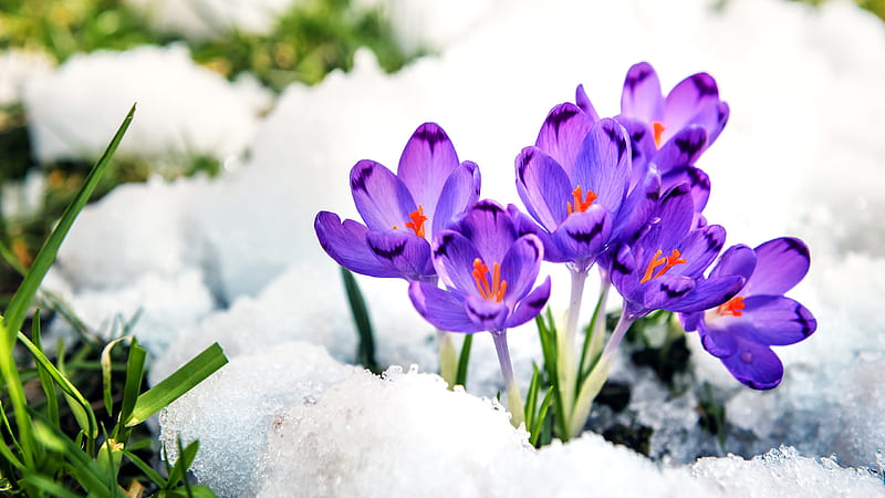 Crocus Purple Flowers Surrounded With Snow Flowers, HD wallpaper