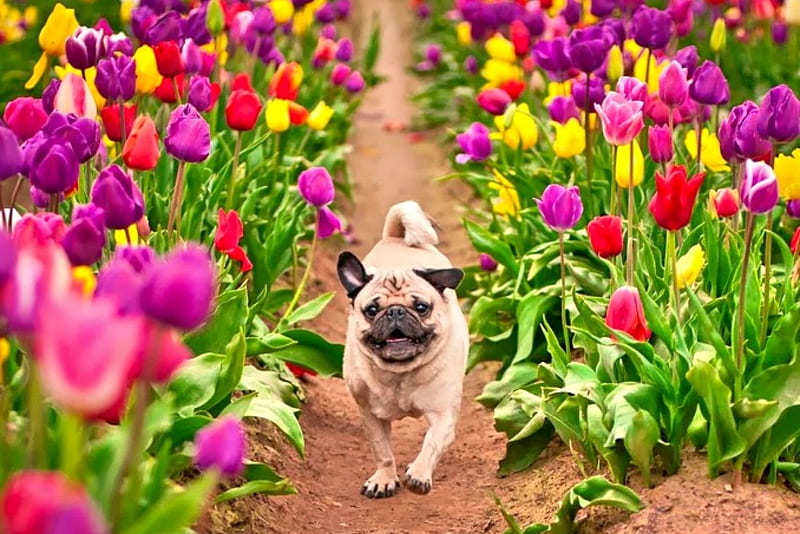 PUP in SPRING TULIPS, colors of nature, bonito, spring, forces of nature, animal, leaves, graphy, splendor, paradise, natrue, flowers, nature, tulips, landscape, puppy, HD wallpaper
