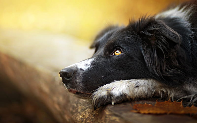 Waiting, border collie, caine, black, yellow, white, dog, animal, HD wallpaper