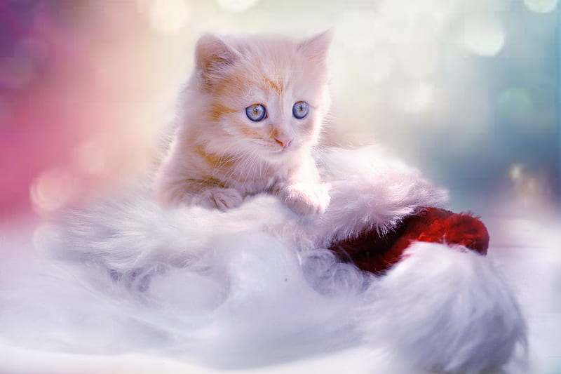 Christmas Kitten, kitten, cat, animals, cute, christmas, HD wallpaper