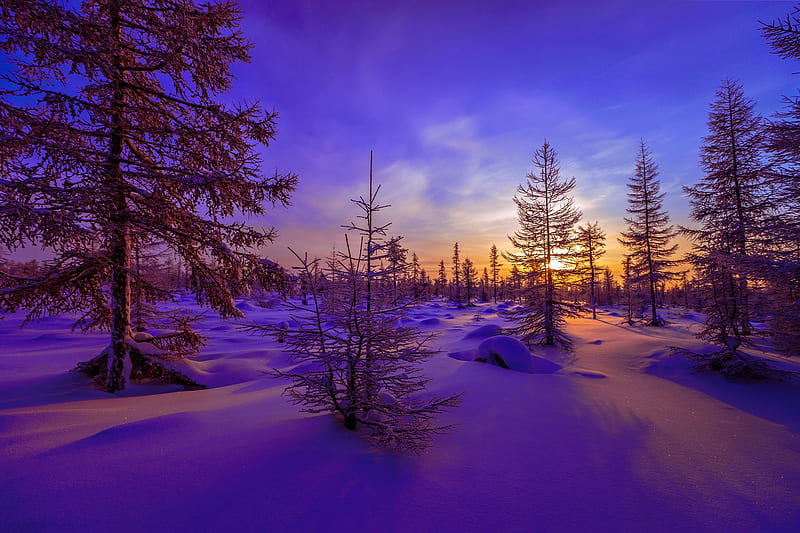 Winter sunrise, colors, bonito, sunset, trees, sky, winter, snow ...