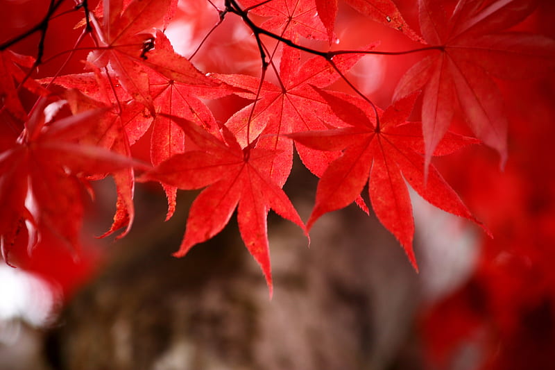 MAPLE FRAME, autumn, nature, leaves, maple, HD wallpaper