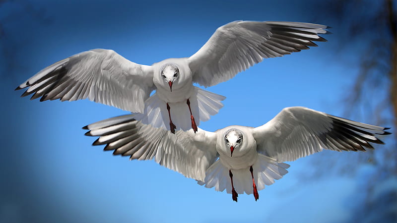 Gulls Seabirds, birds, flying, HD wallpaper