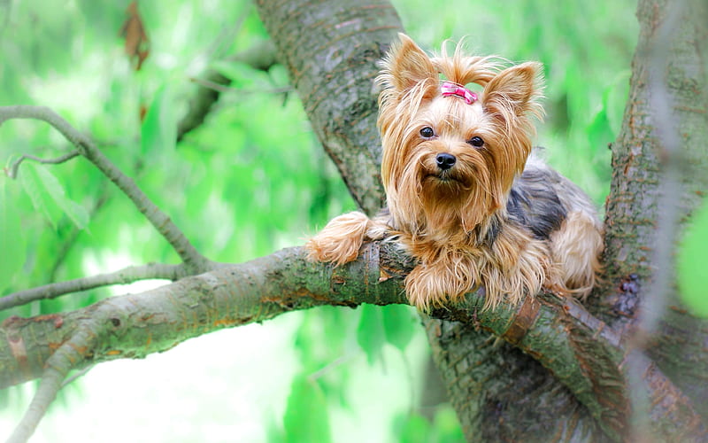 Yorkie, tree Yorkshire Terrier, cute dog, cute animals, pets, dogs, Yorkshire Terrier Dog, HD wallpaper