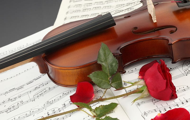 Violin, rose, string, music, HD wallpaper | Peakpx