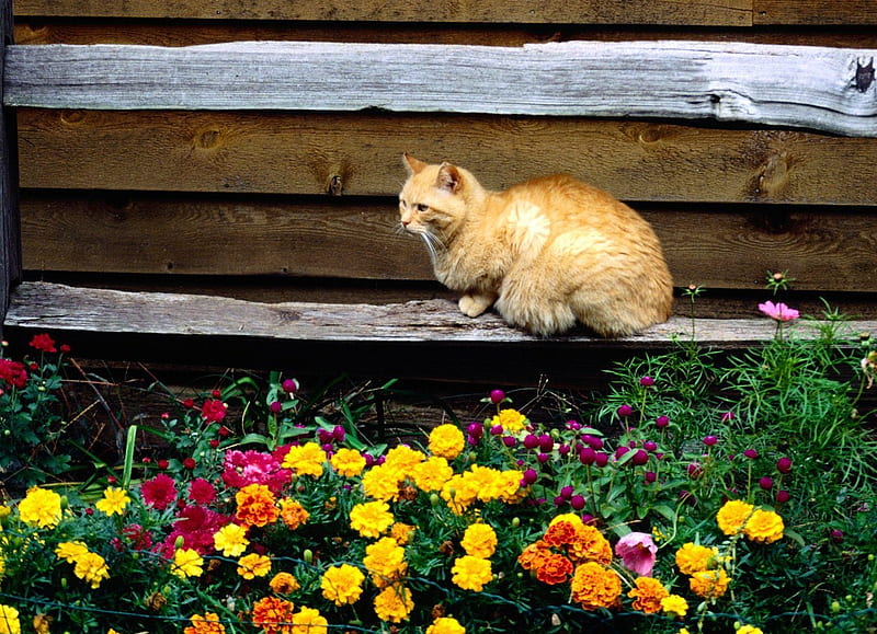 Fenceline Perch, long fur, fence, flowers, cat, HD wallpaper | Peakpx
