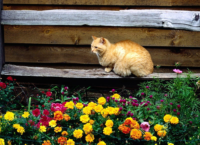 Fenceline Perch, long fur, fence, flowers, cat, HD wallpaper