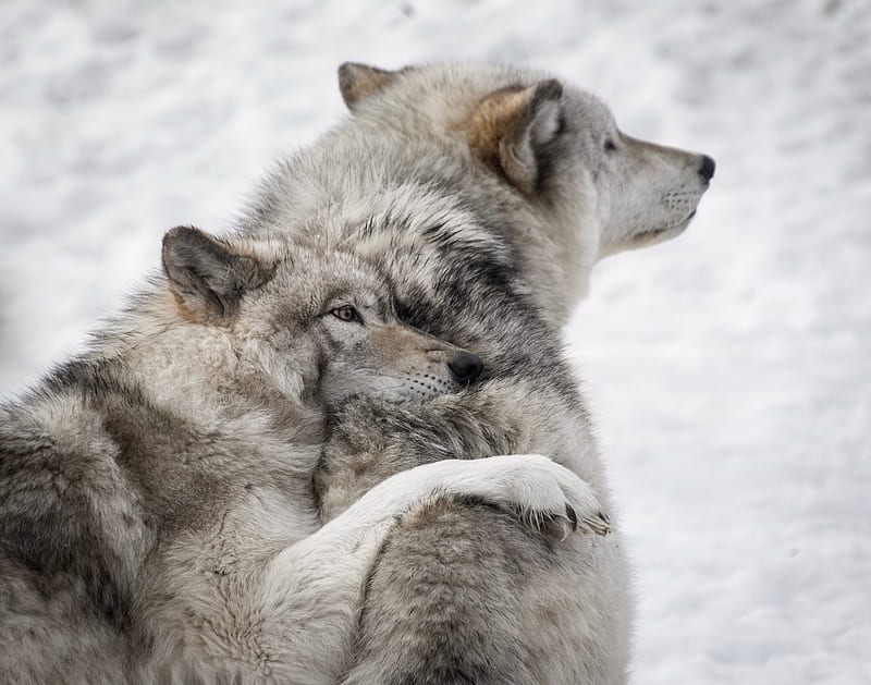 wolves, couple, care, wildlife, dogs, HD wallpaper