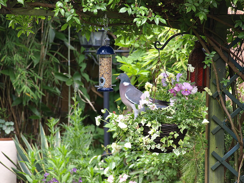 dinner time, garden, feeding, feeder, bird, HD wallpaper