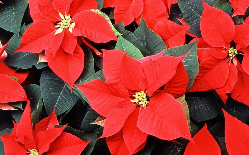 Red Poinsettia, Christmas, red, flowers, poinsettia, HD wallpaper