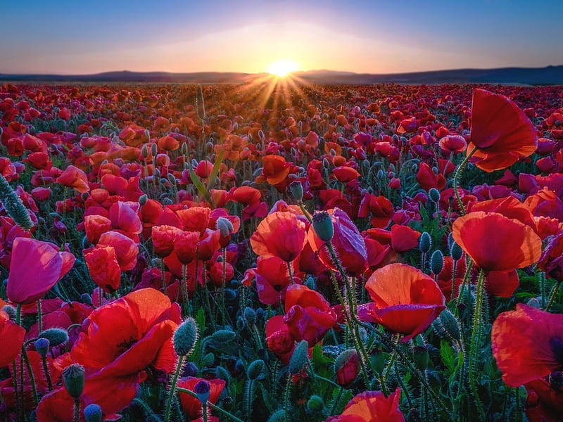 Sunset Over The Poppies Field, Poppies, Flowers, Nature, Sunset, Field ...