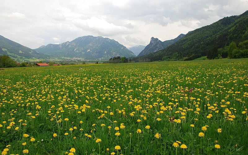 dandelion field-beautiful nature landscape, HD wallpaper