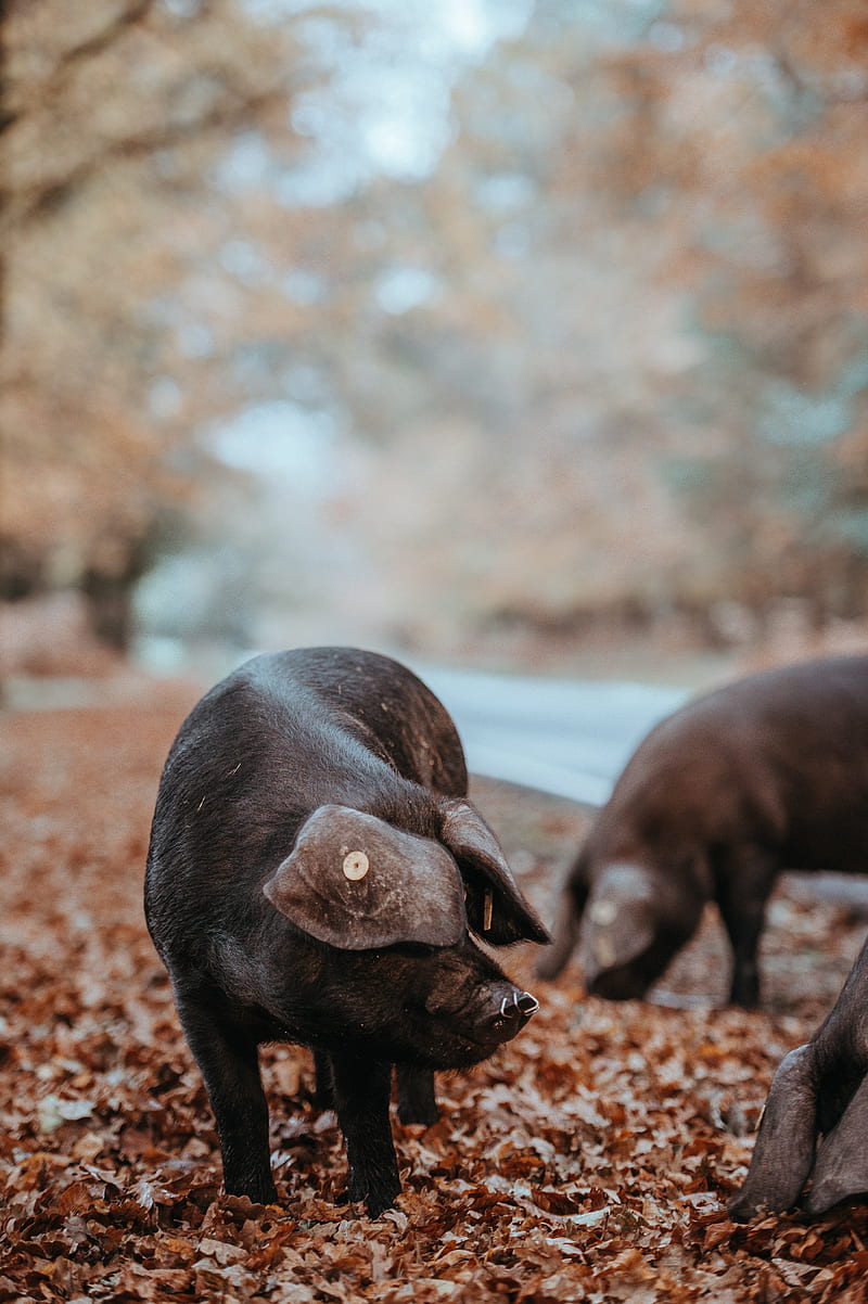 / foraging black pig in autumn, HD phone wallpaper