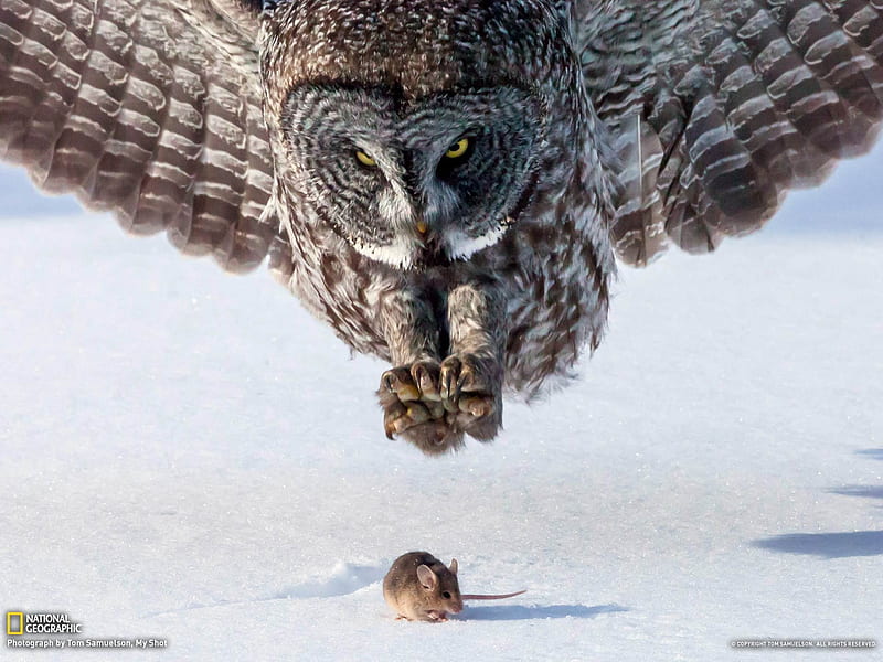 Owl and Mouse Minnesota-National Geographic, HD wallpaper