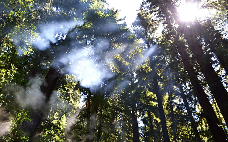 Breakthrough, pretty, sunlight, bonito, trees, graphy, rays, nature, sunshine, forests, light, HD wallpaper
