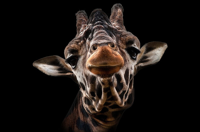Giraffe, black, face, funny, animal, HD wallpaper