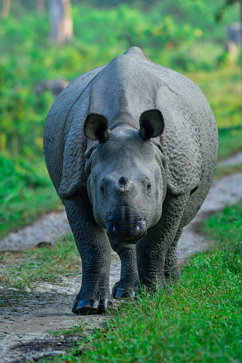 Rhino, animals, rhinoceros, HD phone wallpaper