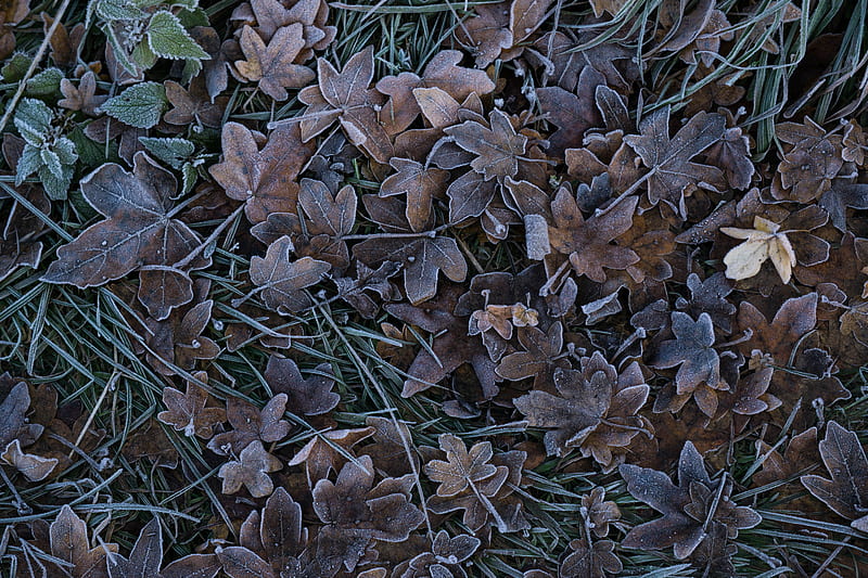 leaves, grass, frost, nature, HD wallpaper